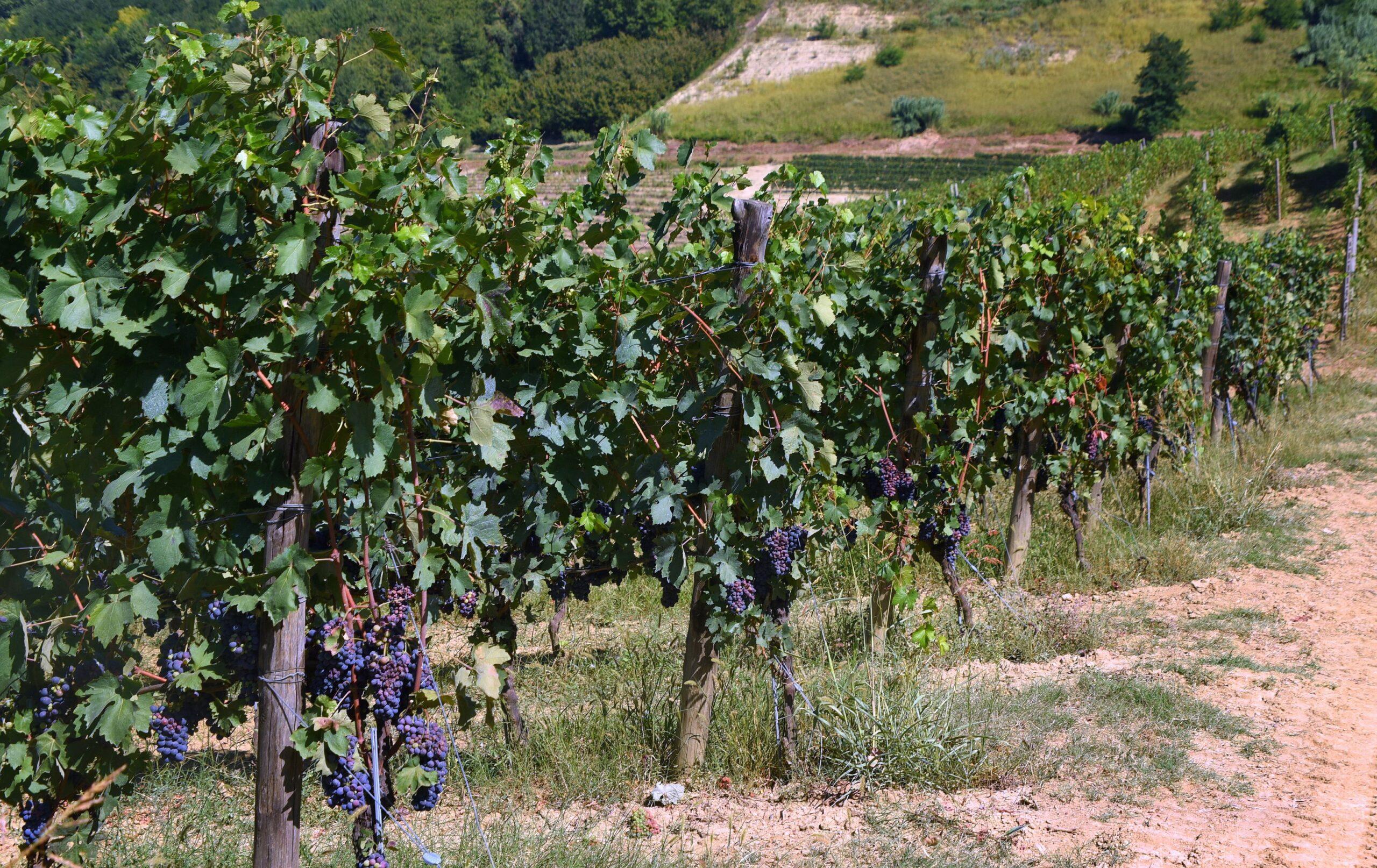 Piemont Wein: Weinfelder