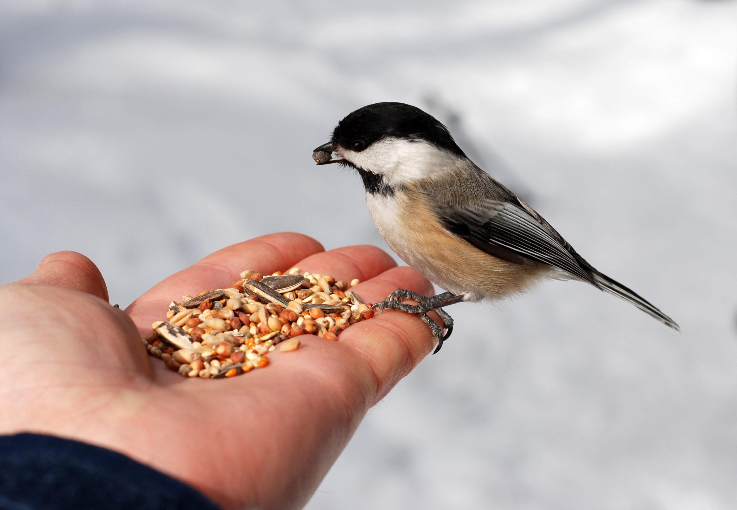 Ein kleiner Vogel sitzt auf einer Hand, welche Futter hält